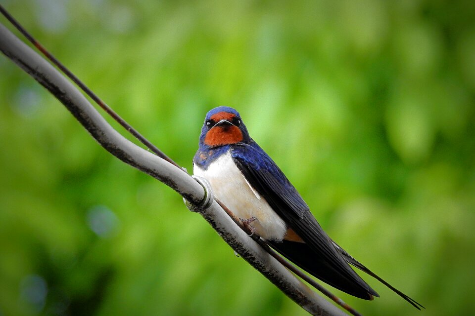 Swallow bird Free photos