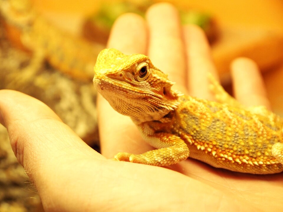 Animal reptiles terrarium