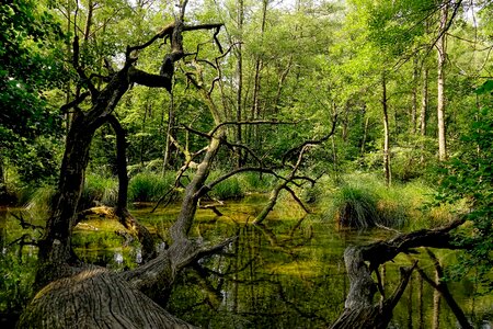 Fallen tree park landscape