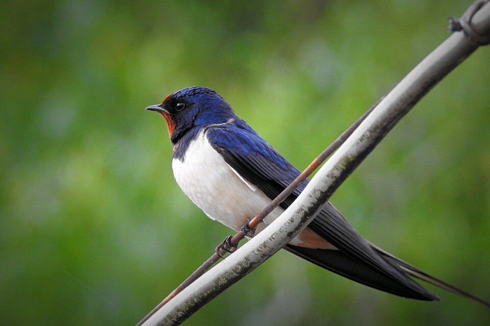 Swallow bird Free photos