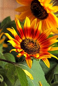 Summer pollen stamens photo