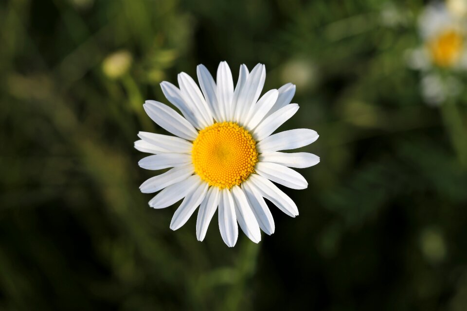 Flora flower field