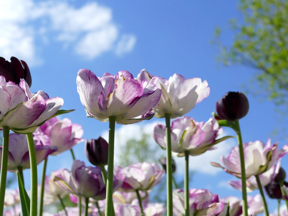 Sunny blue nature photo