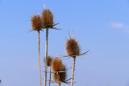 Sky blue nature