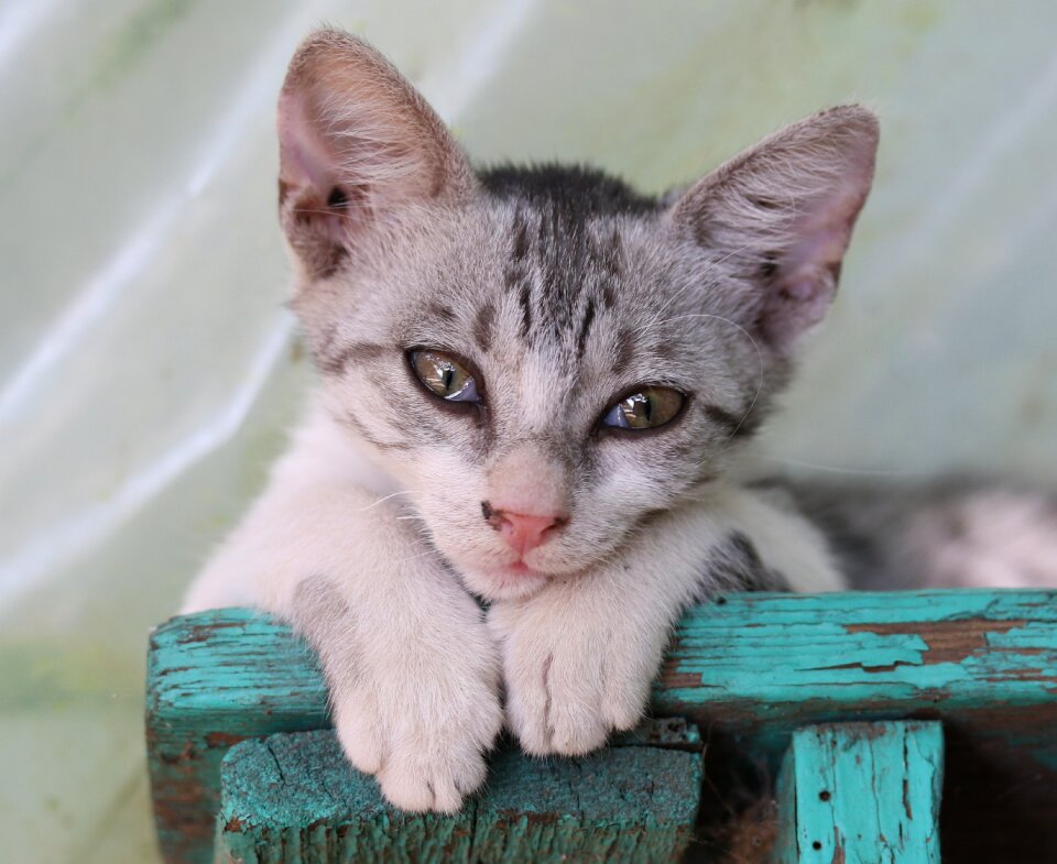 Portrait rest cute