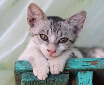 Portrait rest cute