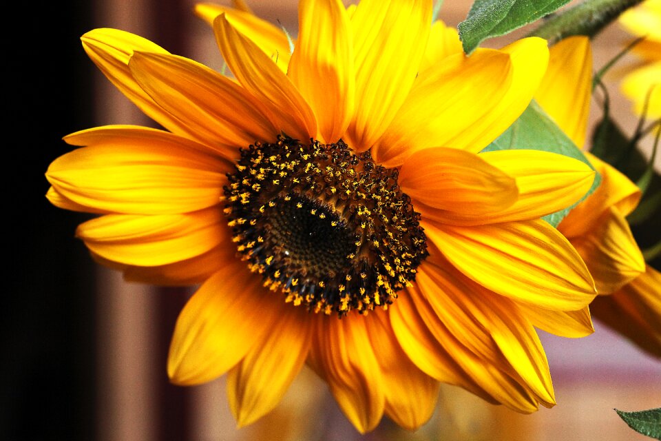 Summer pollen stamens
