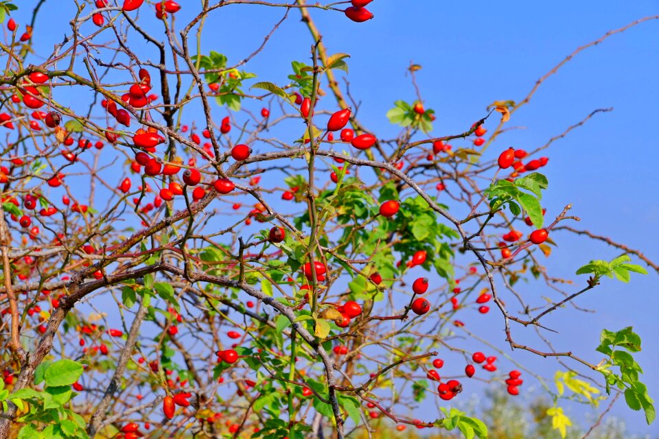 Berry crop autumn