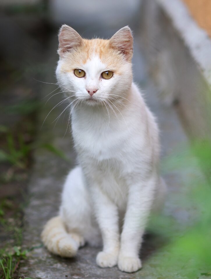 Curiosity feline animals