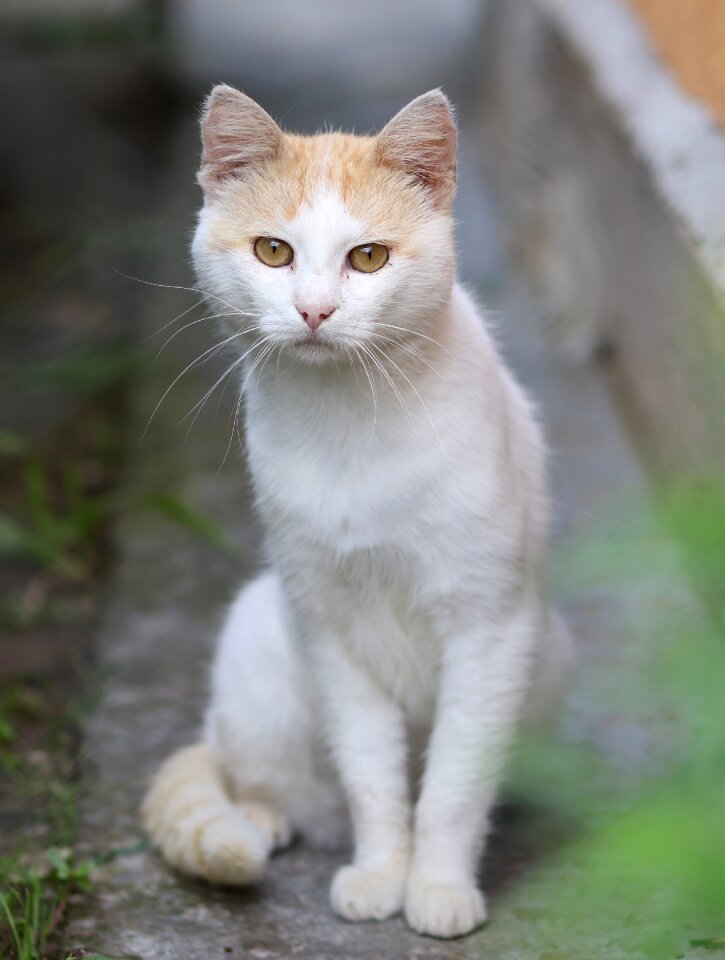 Curiosity feline animals photo