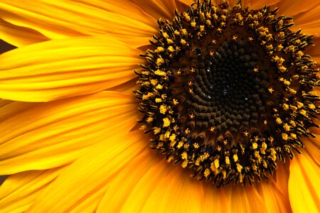 Summer pollen stamens photo