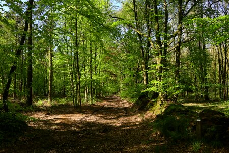 Leaf away green