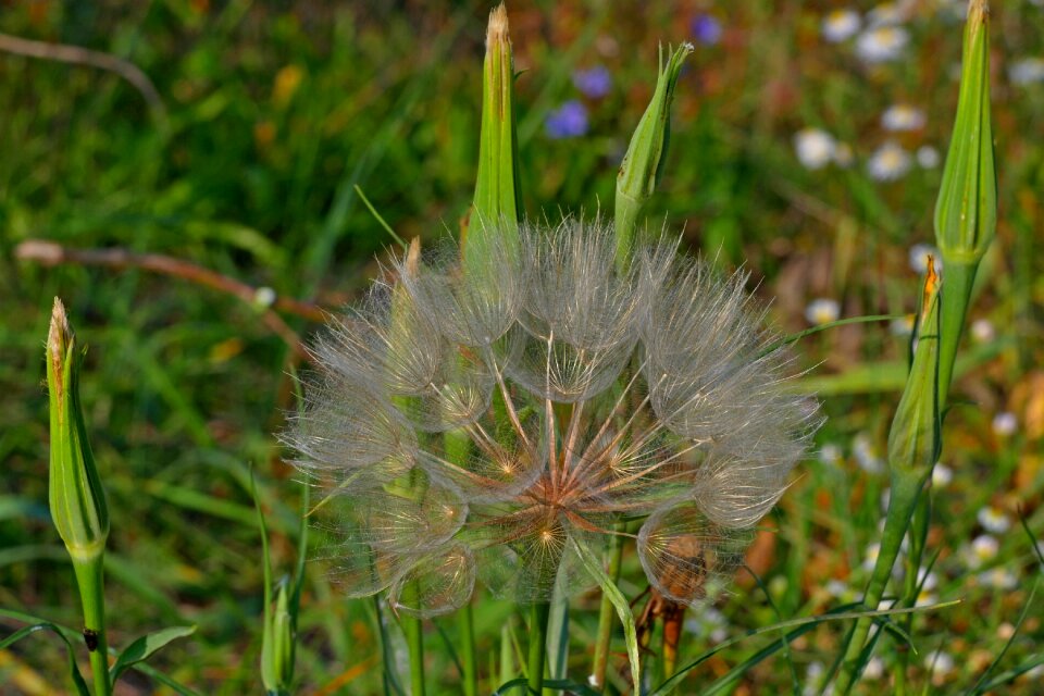 Autumn nature meadow