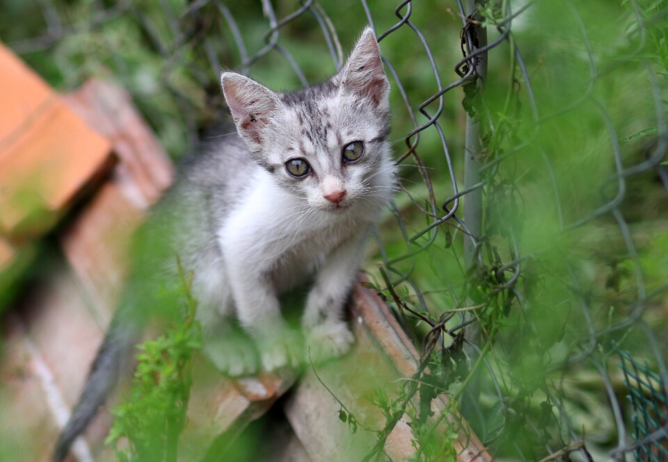 Curiosity feline animals