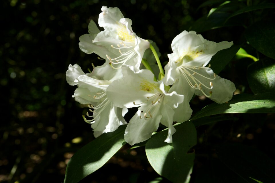 Garden leaf rhododendron