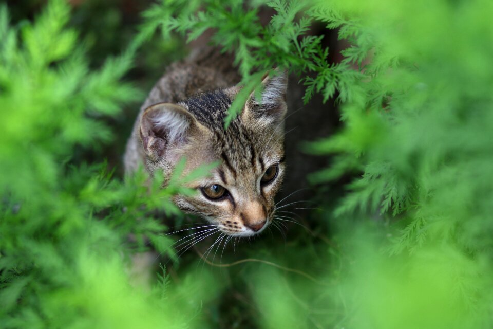 Curiosity feline animals