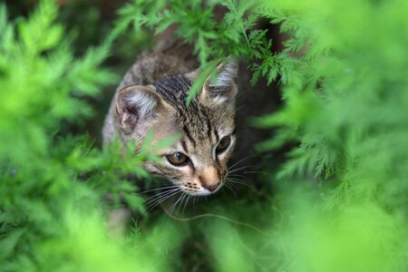 Curiosity feline animals