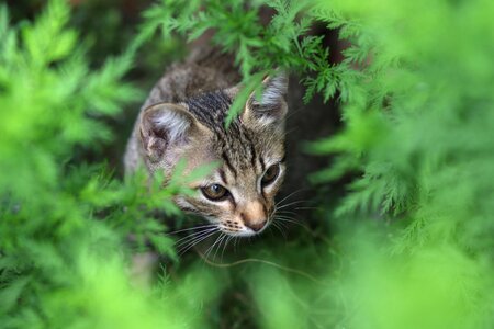 Curiosity feline animals photo