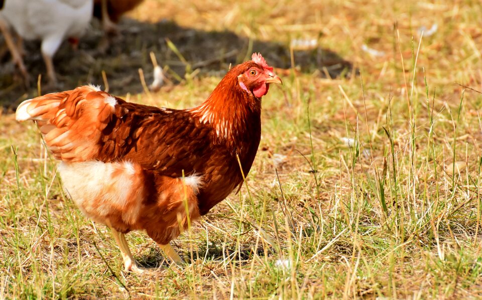 Feather farm animal animal world