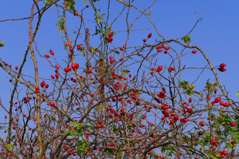 Vetvička red autumn
