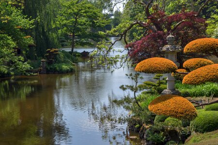 Japanese park plant