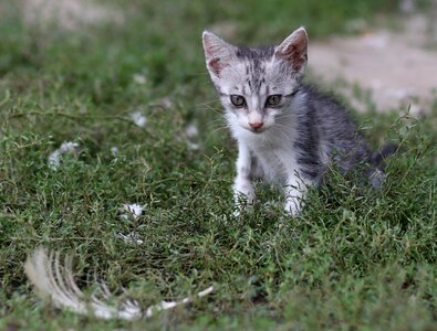 Curiosity feline animals