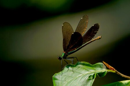Dragonfly female splendor dragonfly wing photo