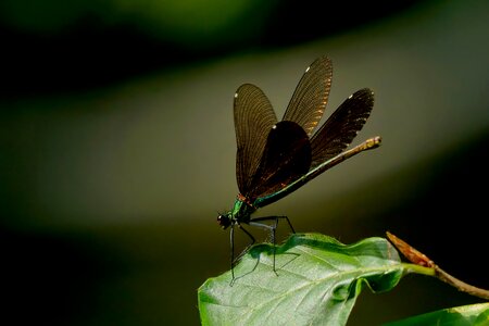 Dragonfly female splendor dragonfly wing