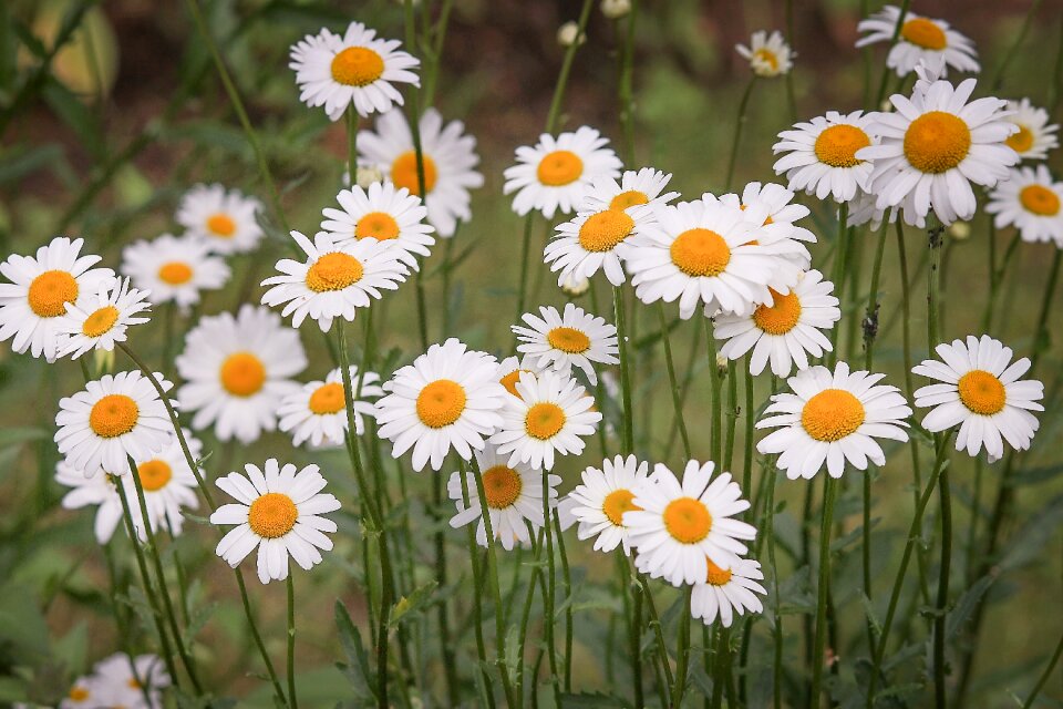 Wild flowers spring spring meadow