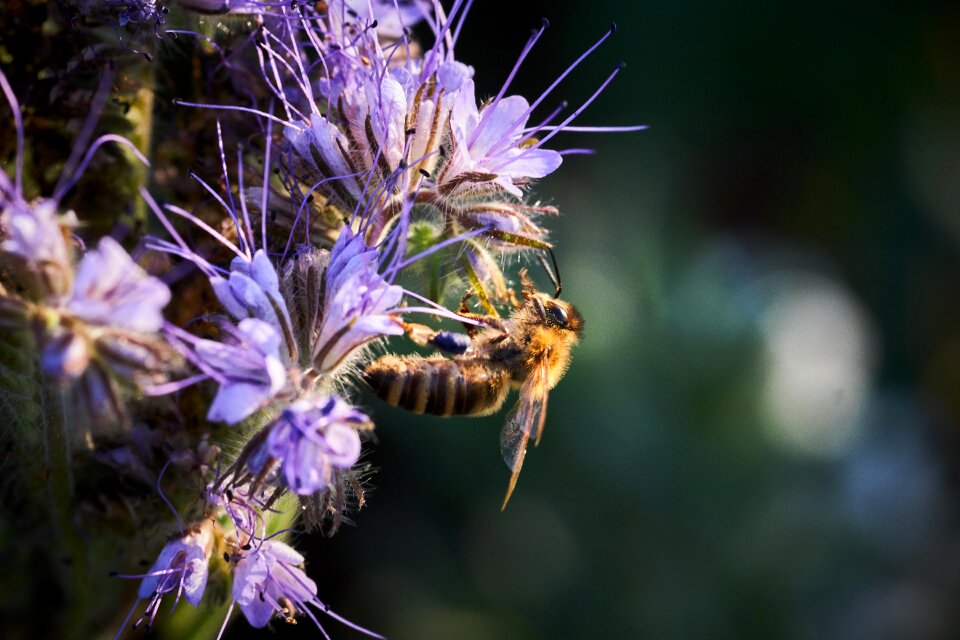 Nature insect blossom