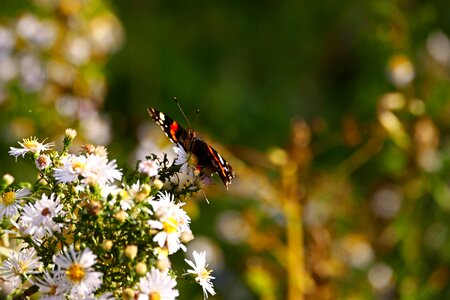 Flower forest insects