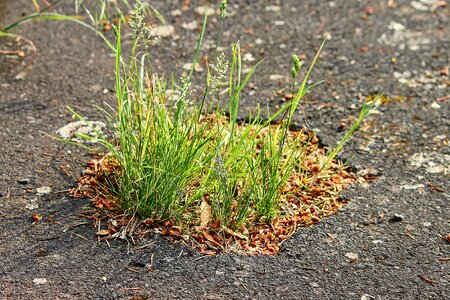 Plant force pothole