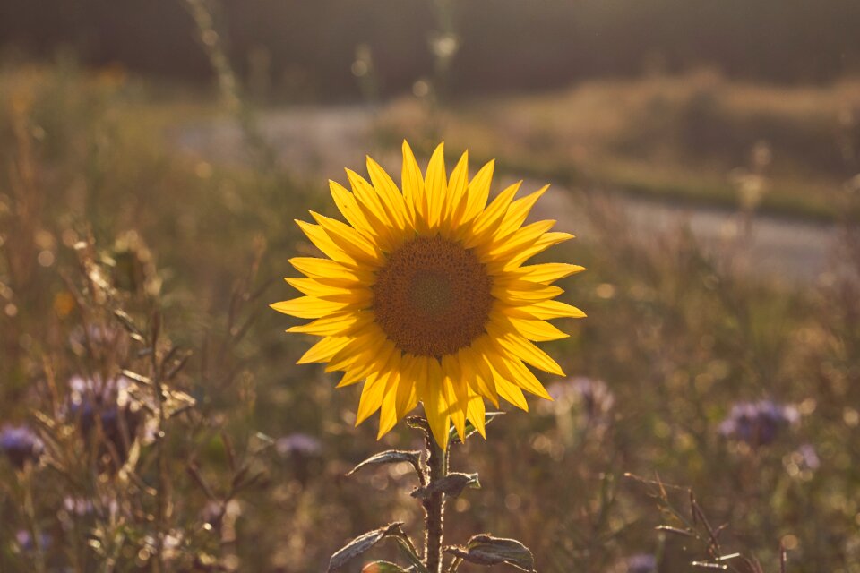 Bloom flower yellow