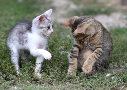 Funny cute animals