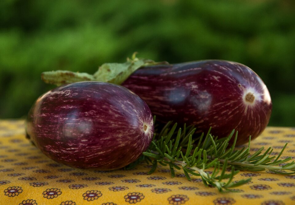 Vegetable garden provence