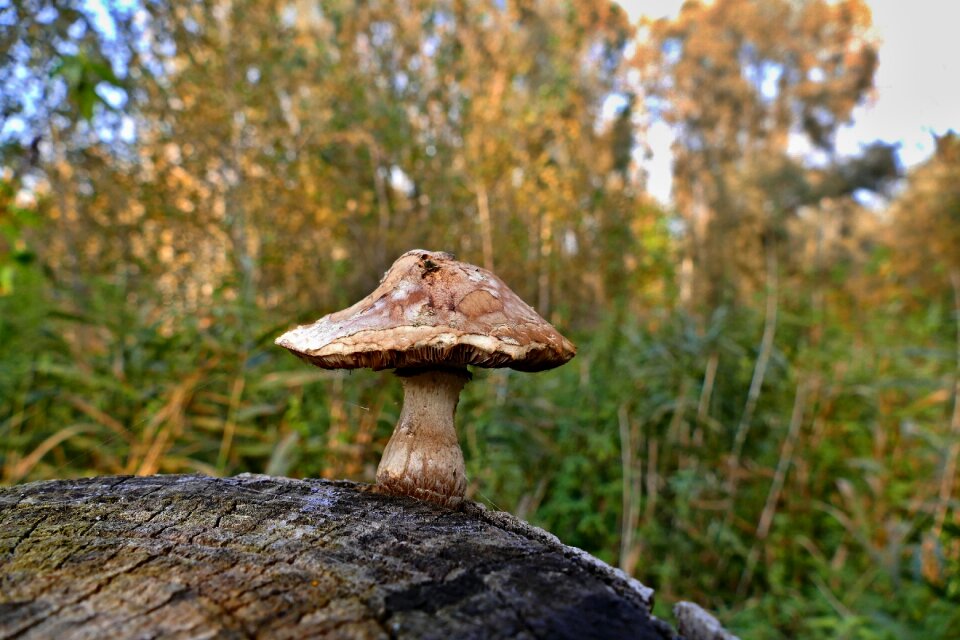 Wood forest nature
