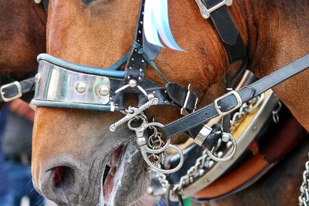 Horse head pferdeportrait monteaura photo