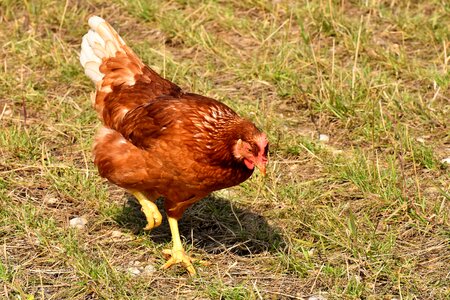 Feather farm animal animal world