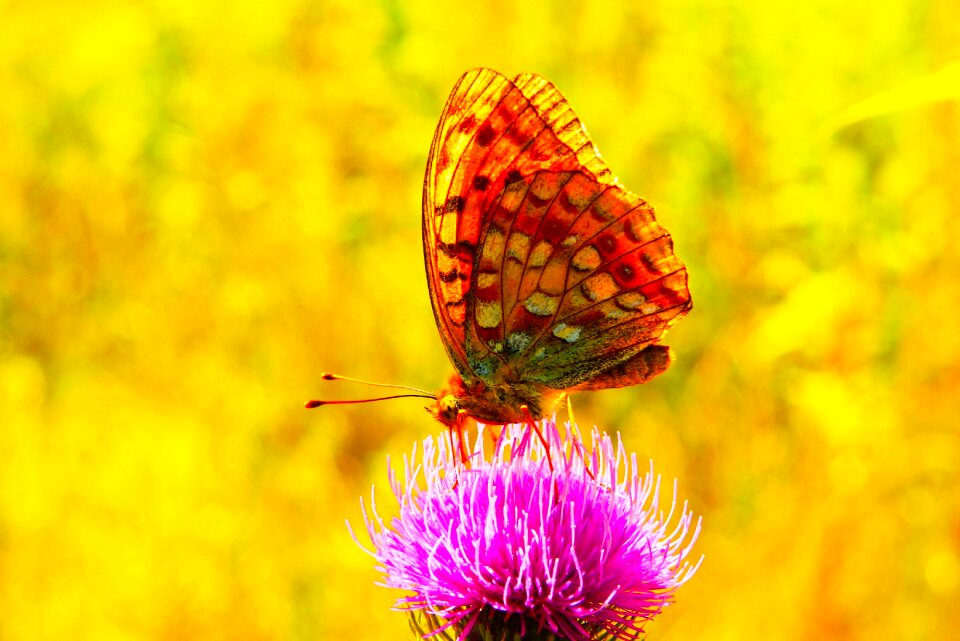Flower animals nature