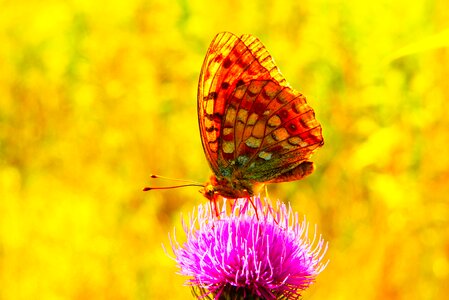 Flower animals nature