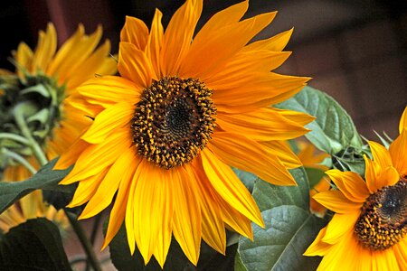 Summer pollen stamens photo