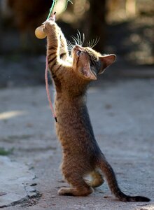 Funny cute animals