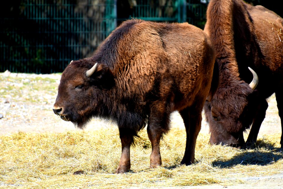 Fur animal photography nature