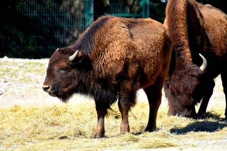 Fur animal photography nature