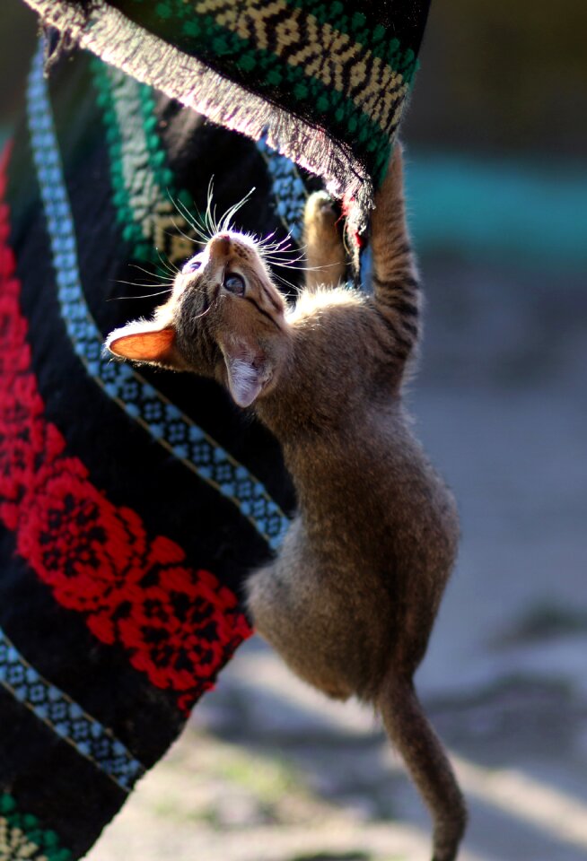 Funny cute animals