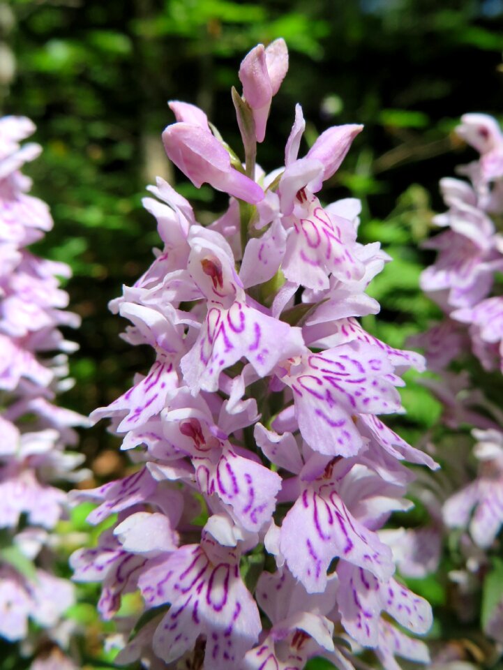 Wild orchid protected flower nature