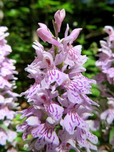 Wild orchid protected flower nature