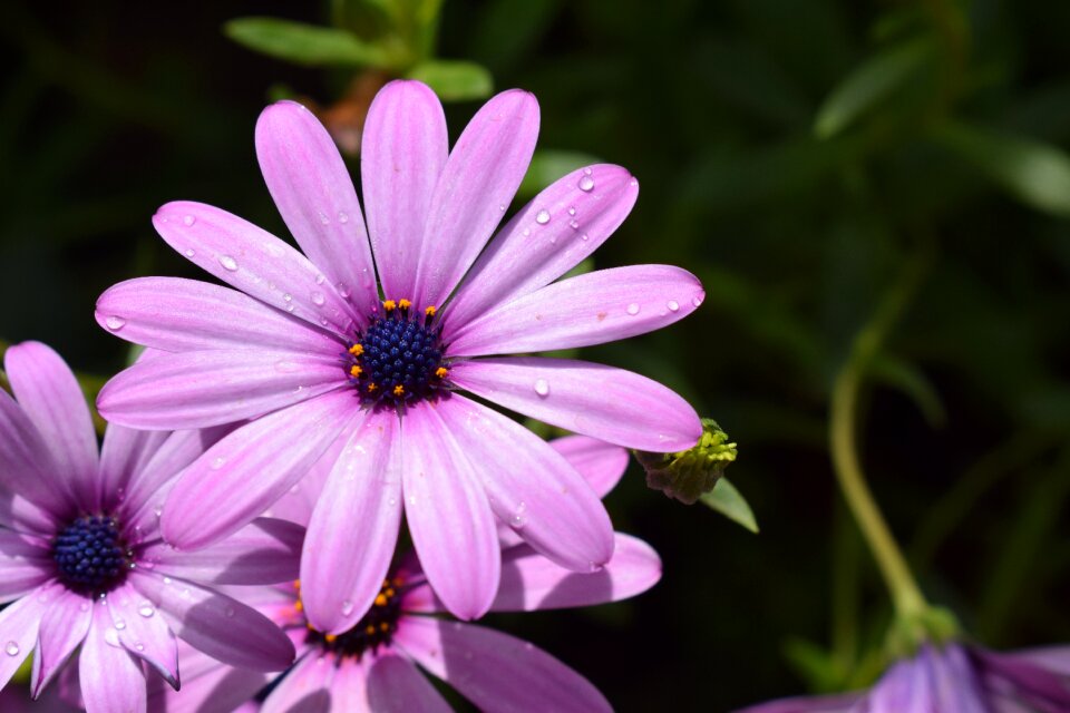 Plant nature summer photo