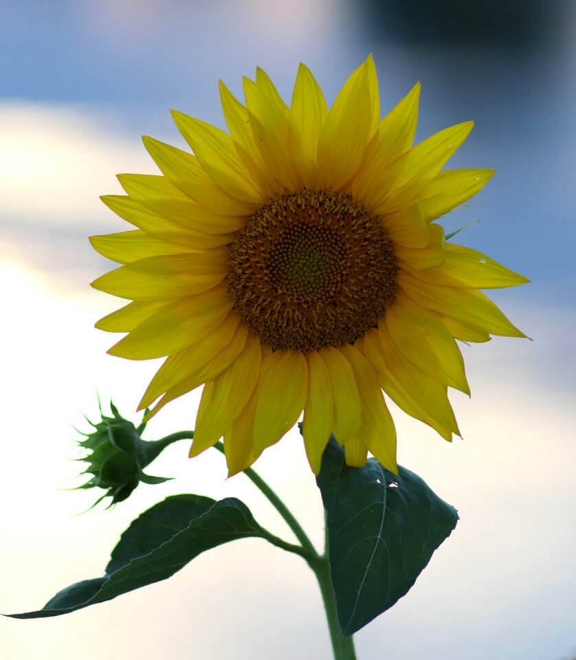Flower nature plant