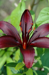 Nature floral petal